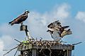 Ospreys in Sandy Hook (70331)