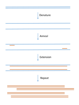 PCR simple