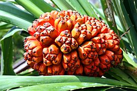 Pandanus tectorius fruit (riped)