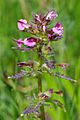 PedicularisPalustris