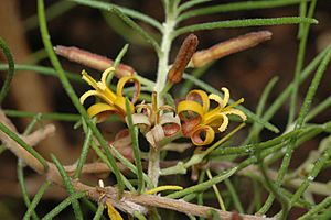 Persoonia fastigiata.jpg