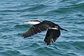 Pied Cormorant