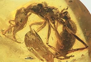 Prionomyrmex janzeni