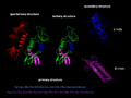 Protein structure