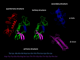 Protein structure