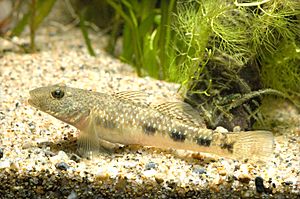 Rhinogobius giurinus(Hamamatsu,Shizuoka,Japan).jpg