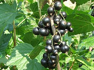 Ribes nigrum a1