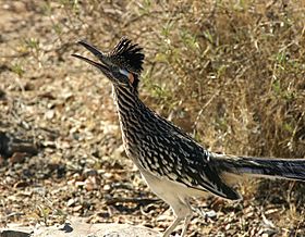 Roadrunner2007