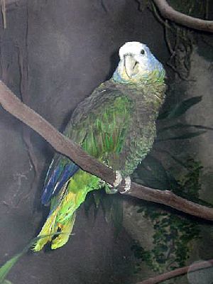 Stavenn Amazona guildingii 01.jpg