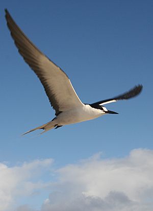 Sterna fuscata flight