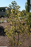 Styrax americanus 6zz.jpg