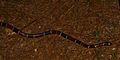 Texas Coral Snake (Micrurus tener) photographed in Houston Co., Texas. W. L. Farr