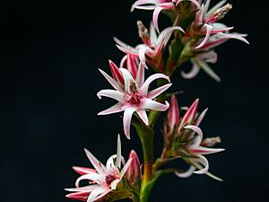 The pink star-shaped flowers of Spengelia incarnata