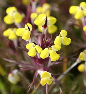 Triphysaria eriantha.jpg