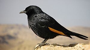 Tristram's starling 3.jpg