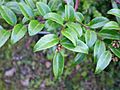 Vaccinium ovatum 3