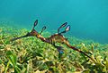 Weedy Sea Dragon