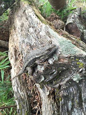 Western Fence Lizard Camouflage