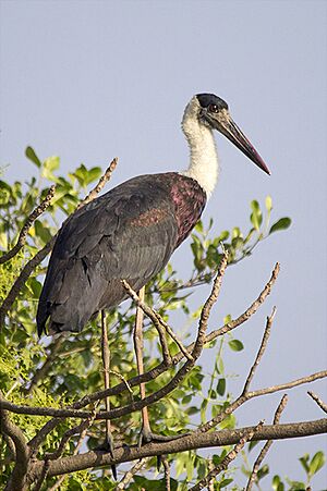 Woolly-necked stork