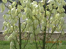 Yucca glori