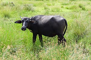 09963 Water buffalo