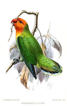 AgapornisLilianaeKeulemans