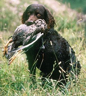 American water spaniel 01