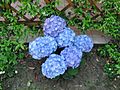 Blue Hydrangea