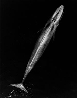 Blue Whale 001 body bw