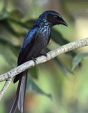 Bronzed Drongo I IMG 1677.jpg