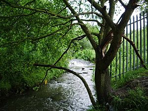 Buckley Brook