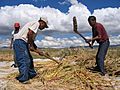 Camino a Puno Golpeando quinoa