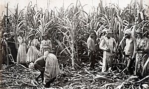 Cane cutters, Jamaica, 1891