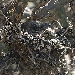 Carpodacus mexicanus nestlings