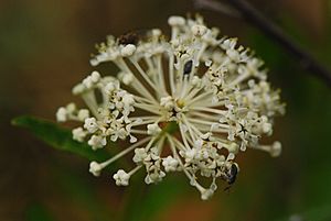 Ceanothus herbaceus (8932370773)