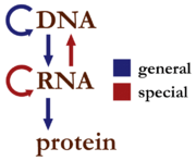 Centraldogma nodetails