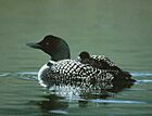 Common Loon with chick