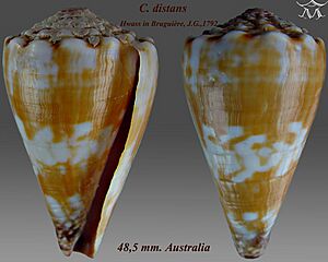 Conus distans 3