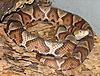 Copperhead 001.jpg