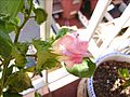 Cotton plant flower G. hirsutum