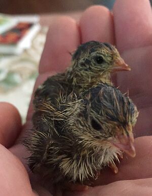 Coturnix japonica day 01