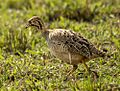 Croqui Francolin 3