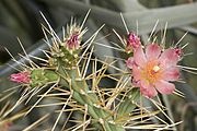 Cylindropuntia.hystrix.7684.jpg