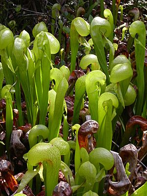 Darlingtonia californica