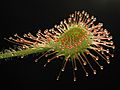 Drosera rotundifolia leaf1