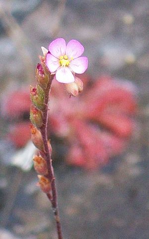 Drosera spatulata flower