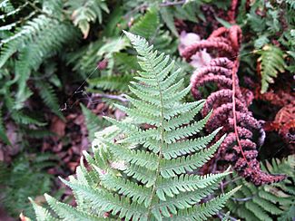 Dryopteris arguta