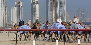 Dubai camel race