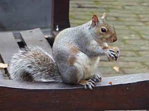 Eastern Grey Squirrel in Bunhill Fields