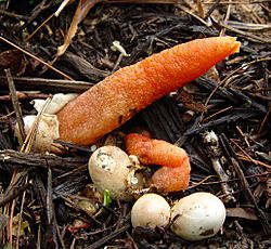 Elegant Stinkhorn Mutinus elegans